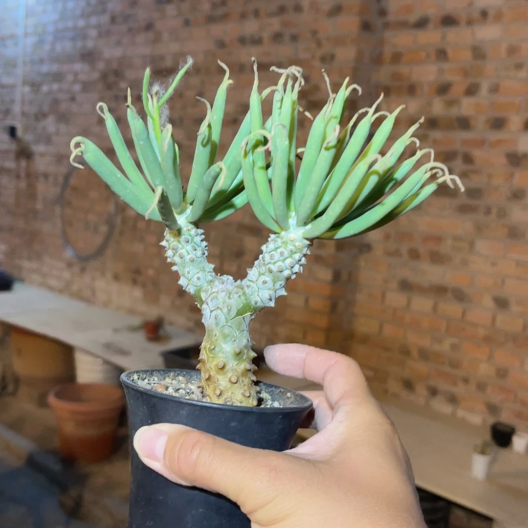 钟馗奇峰锦一物一拍