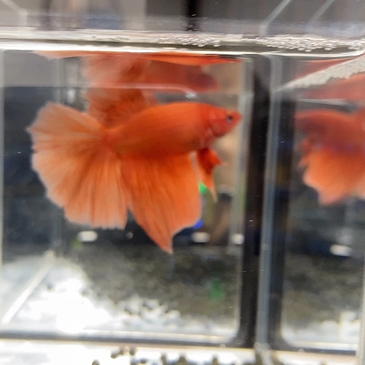 斗鱼黑181号巨斗半月