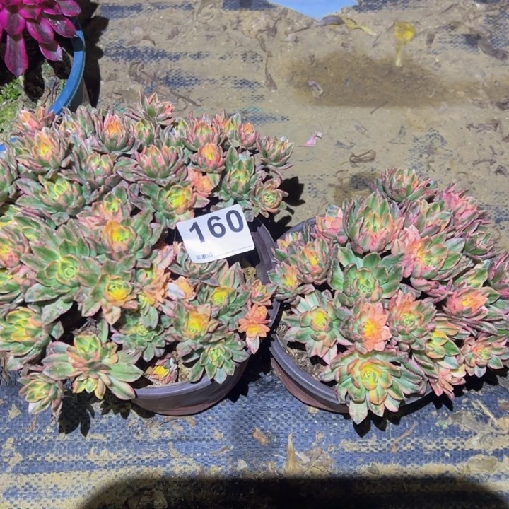 甜茶微瑕2颗多肉植物160