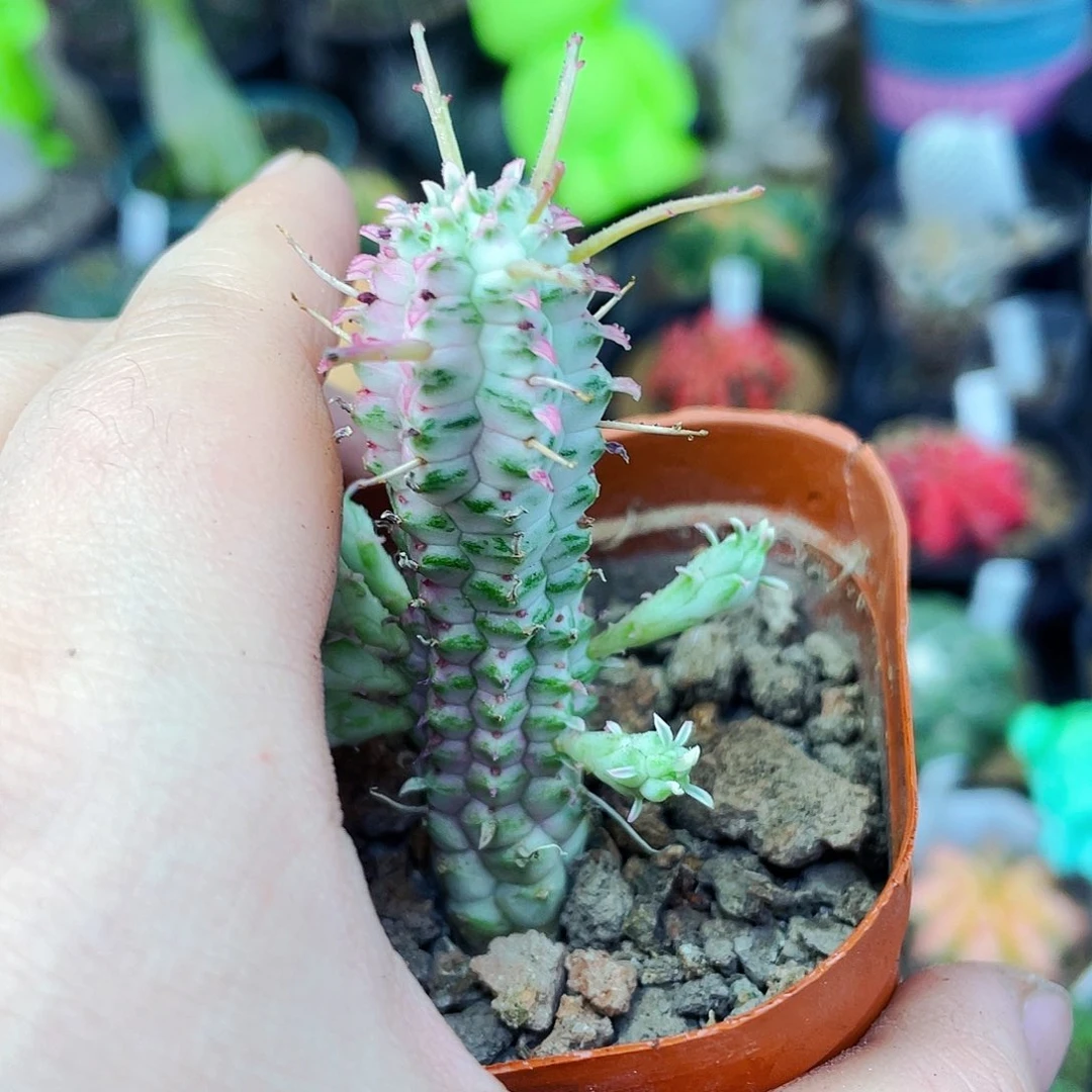 白桦麒麟非偏远地区满25包邮仙人球