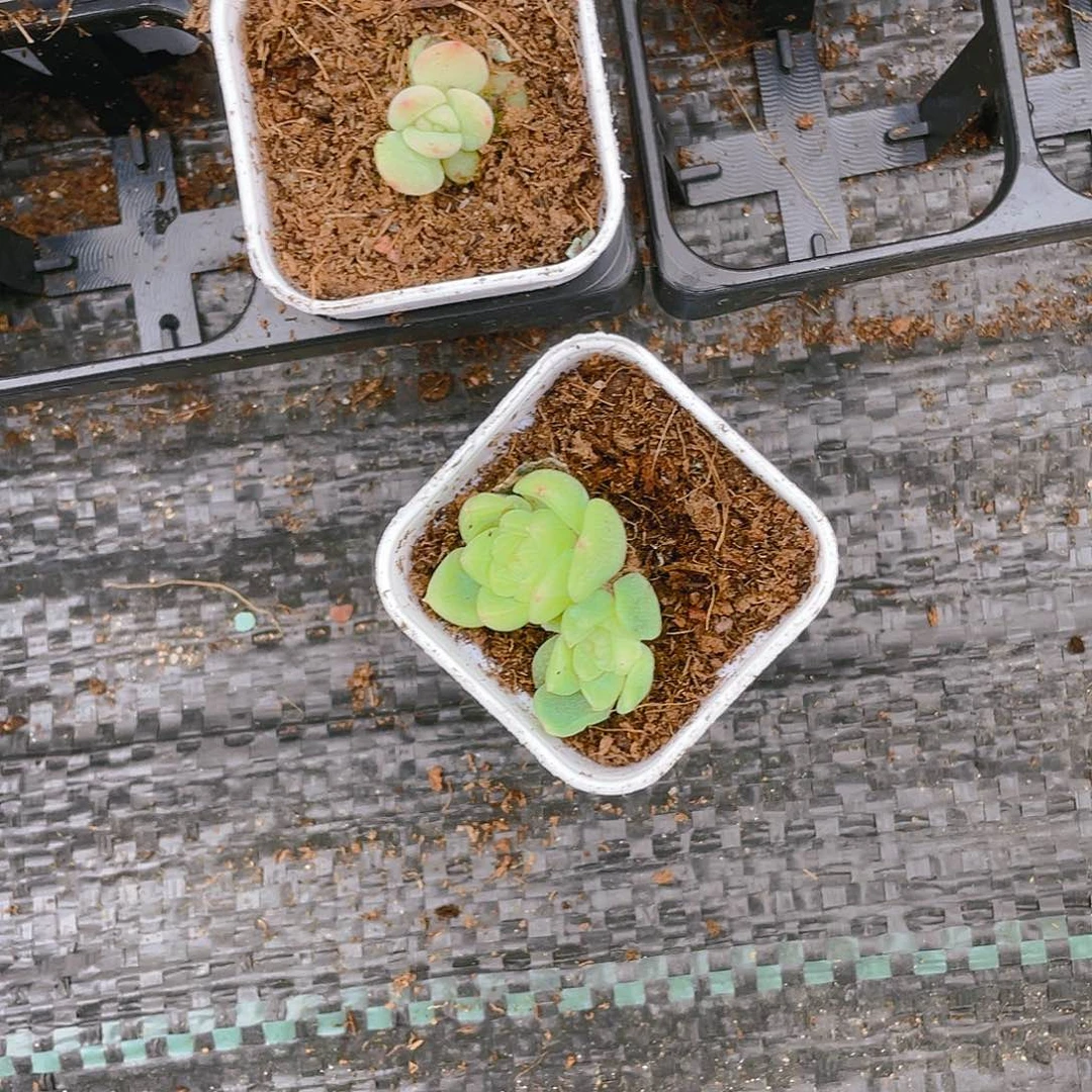 空***0泼天双头状态盆一个满25包邮