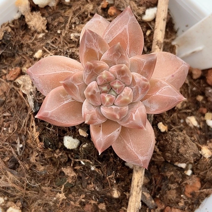 多肉植物灰姑娘891