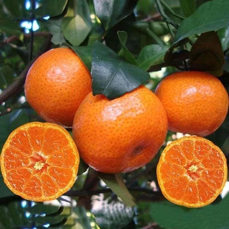 沙糖桔树苗地栽盆栽南方北方种植橘子树苗柑橘果树果苗嫁接砂糖橘