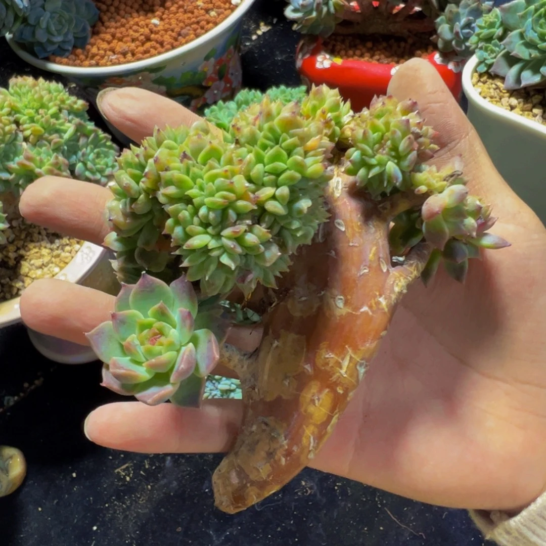 小桃花冰魄缀微瑕