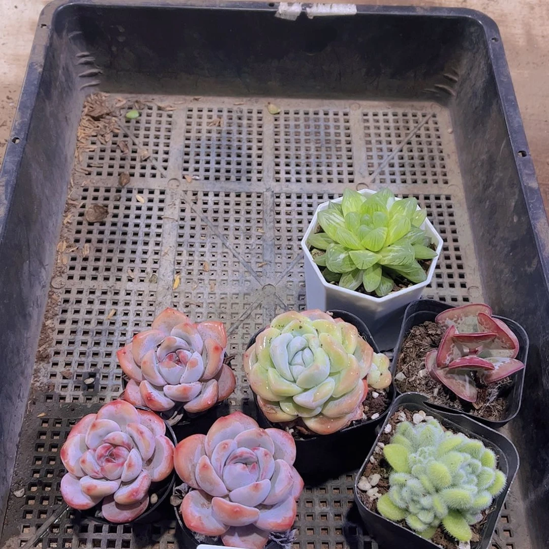 多肉965多肉植物