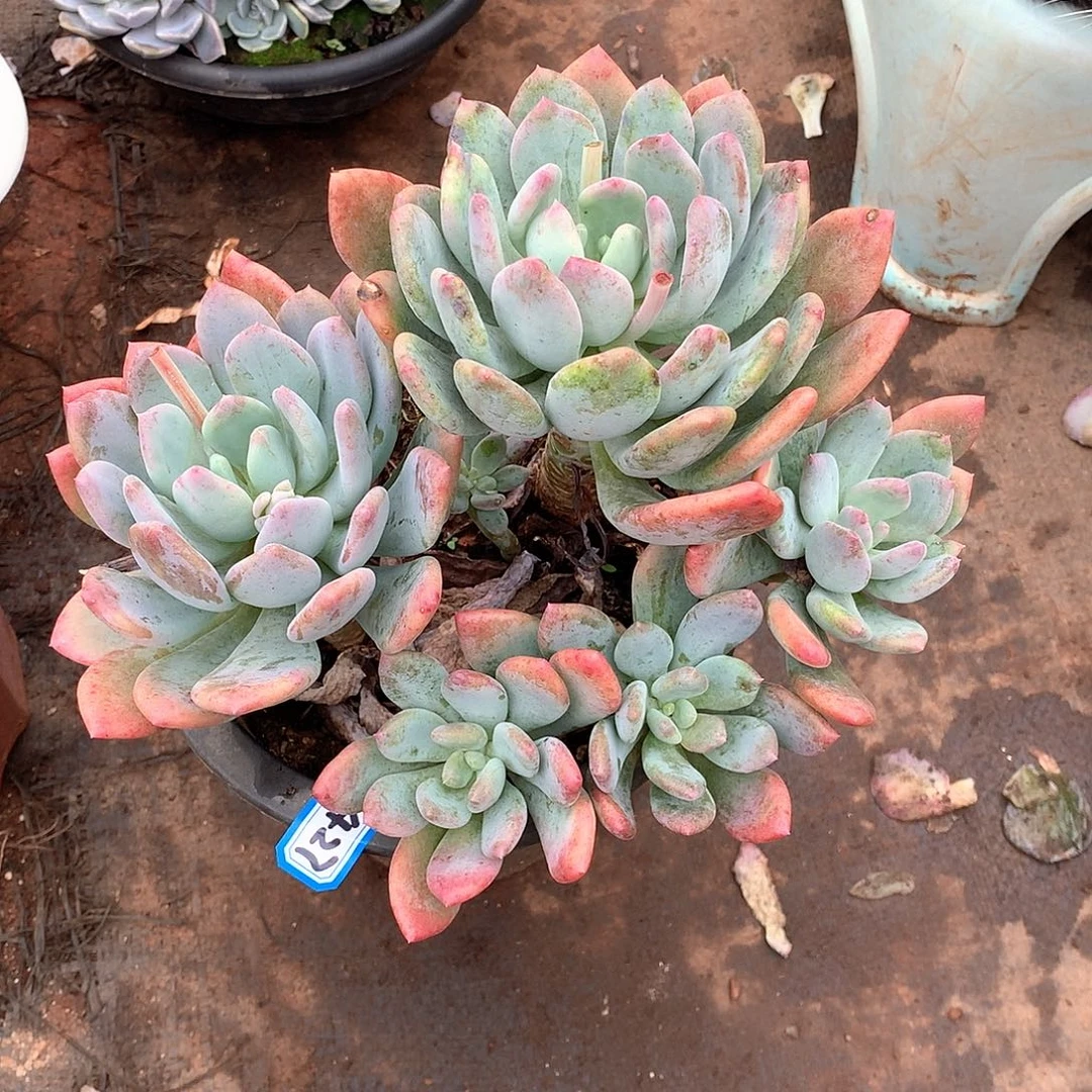 427灰姑娘一物一拍多肉