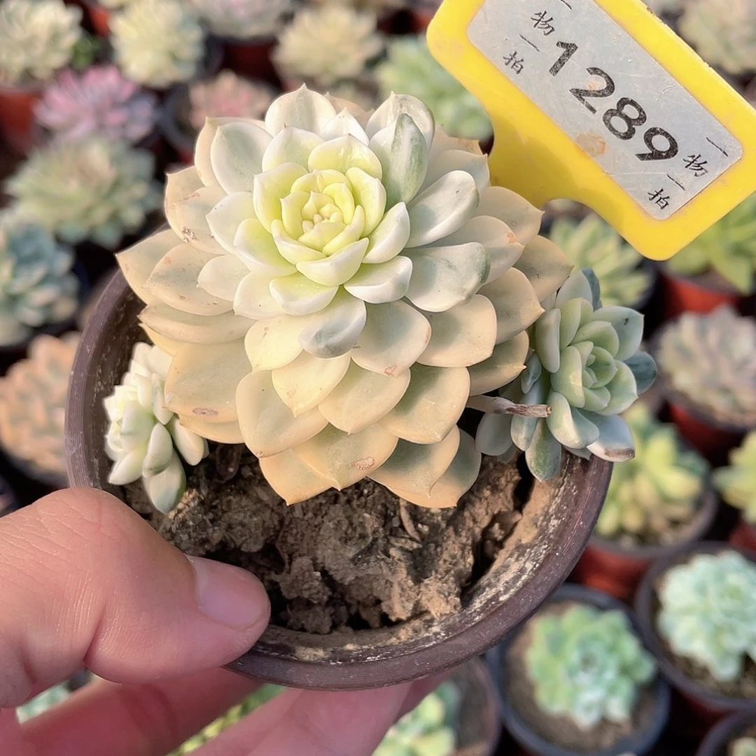 粉布偶锦1289号多肉