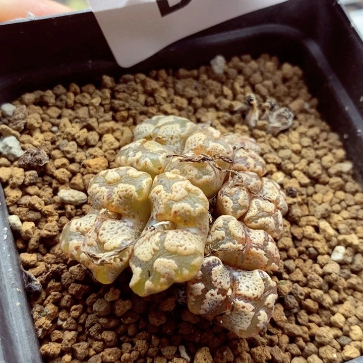 我的小姐姐们都是我的379