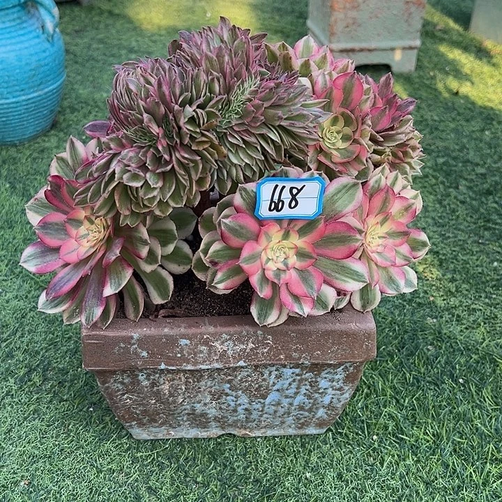 肯***668倾城缀化法师一颗