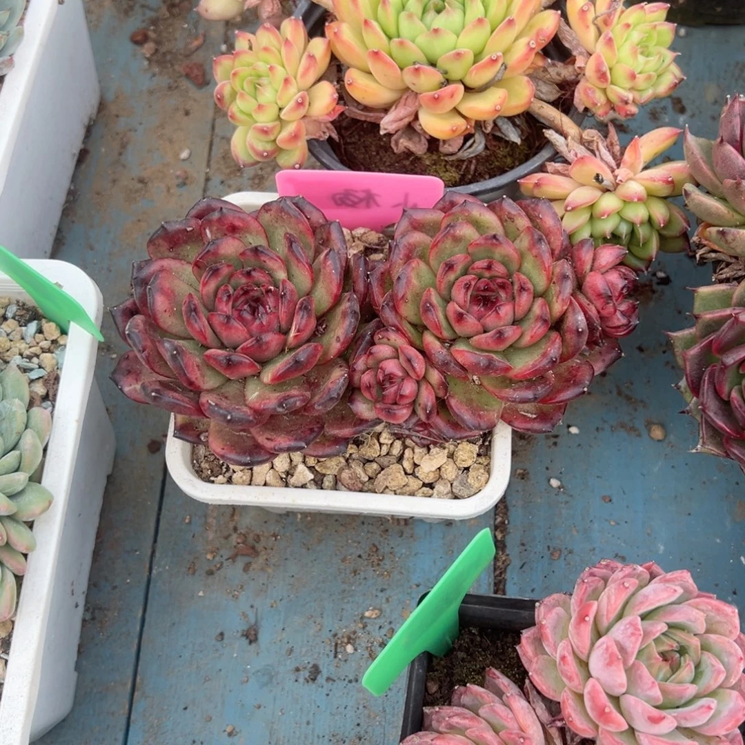 精品多肉植物老桩