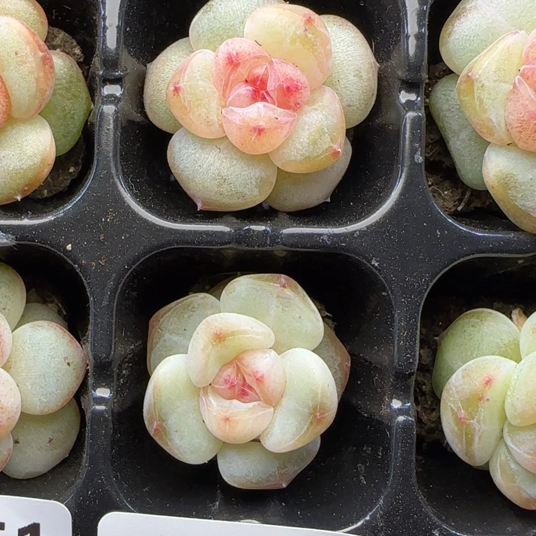 【29包邮非偏远】852两颗