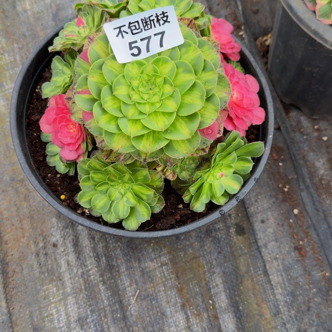 爱****577多肉植物法师号