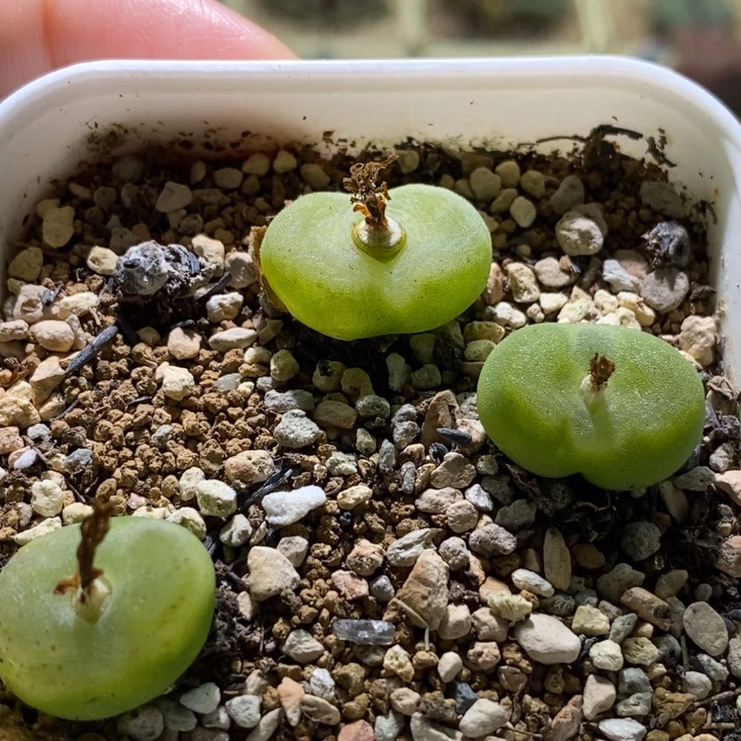 好看好看水晶鞋带盆