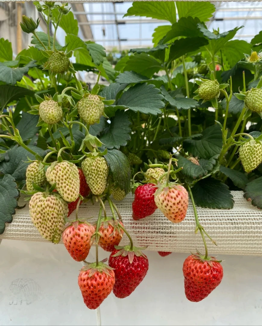 [品种草莓] 0.5加仑大盆 章姬梦之莹奶油草莓盆栽阳台花园栽种