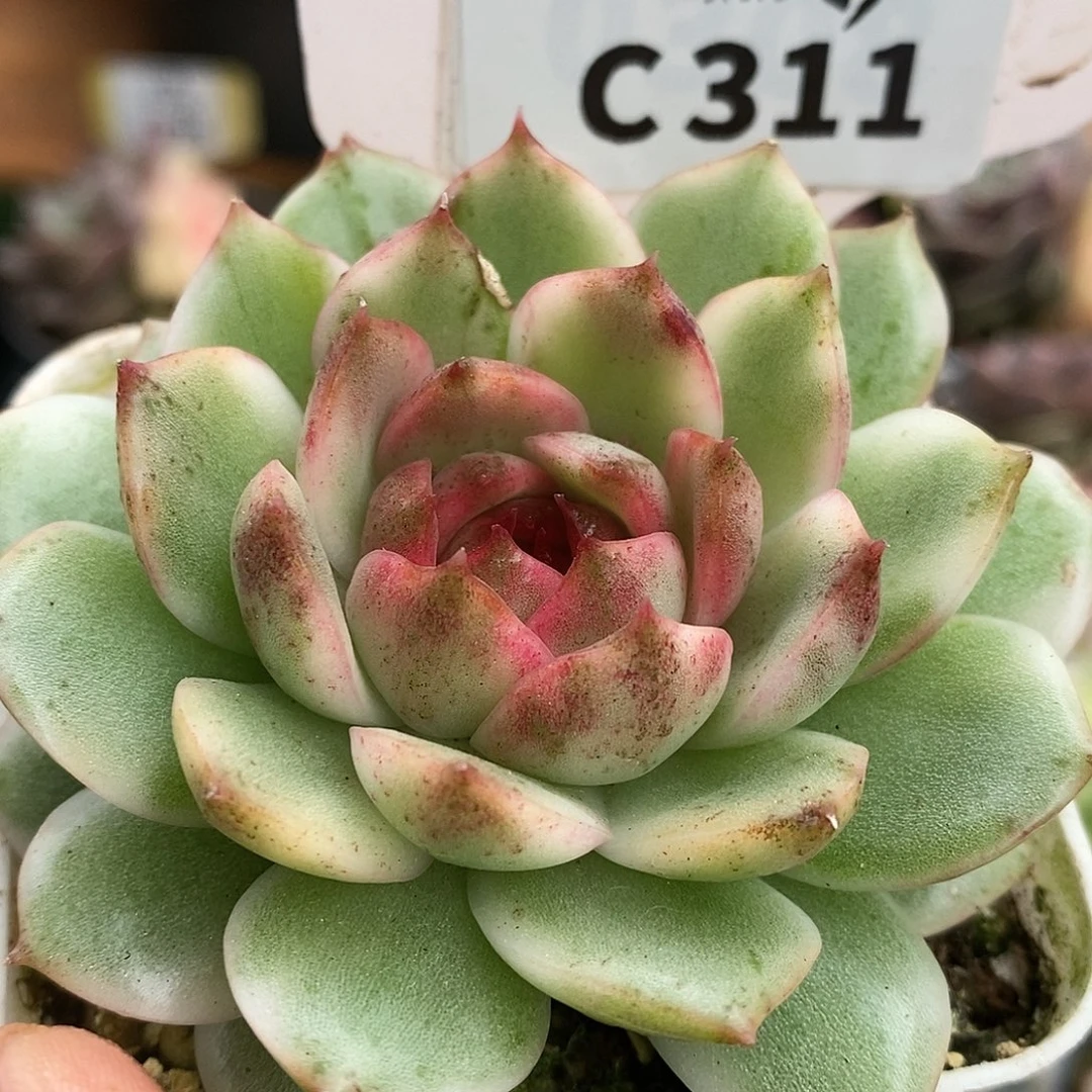 311哈哈哈哈哈哈哈哈