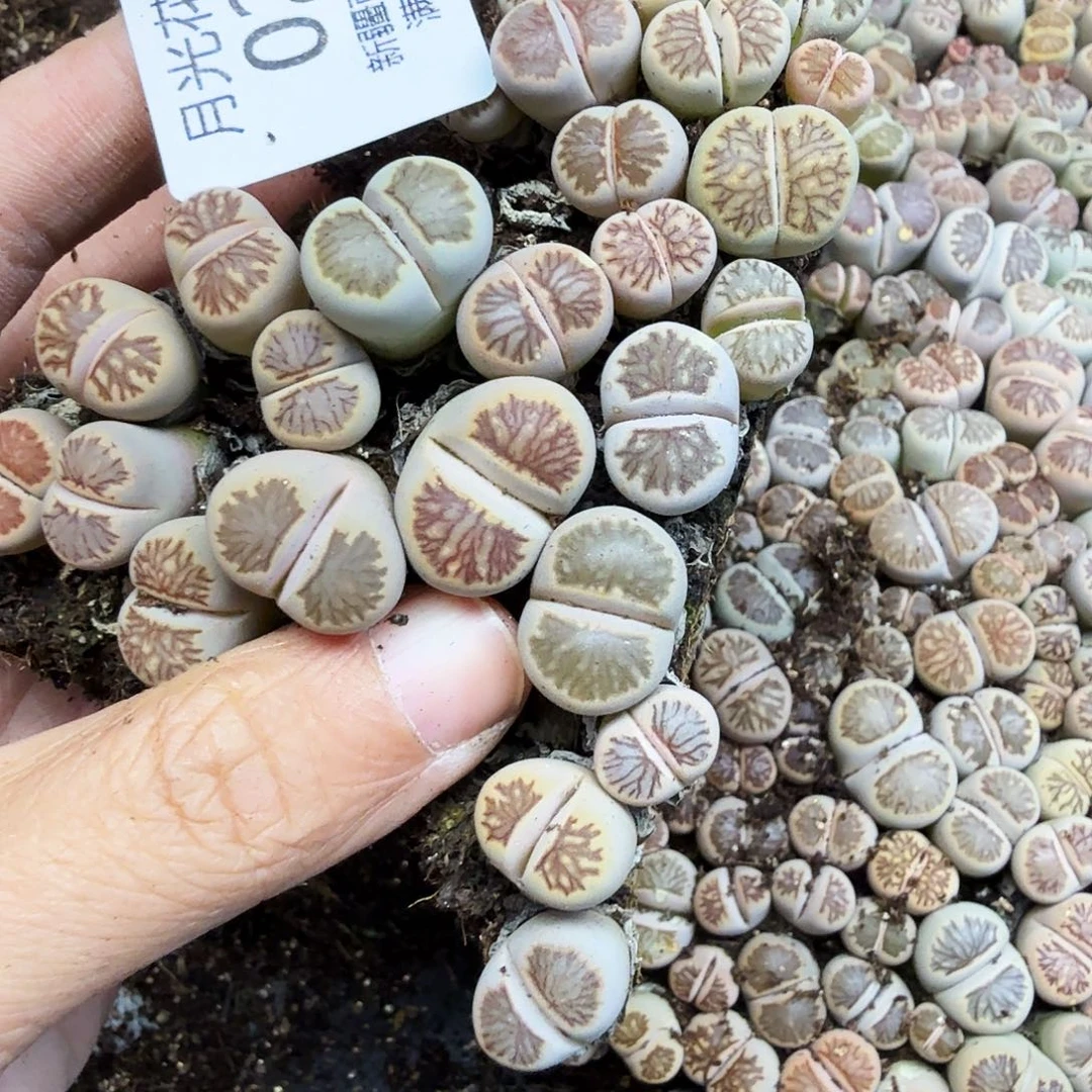 哈哈笑了啊太有道理啊救命027