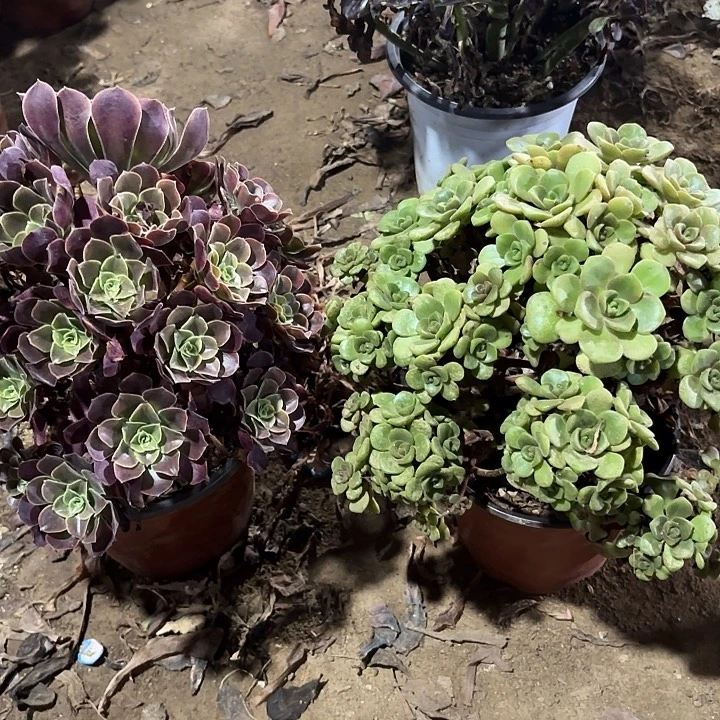 山***秀多肉植物法师2颗39