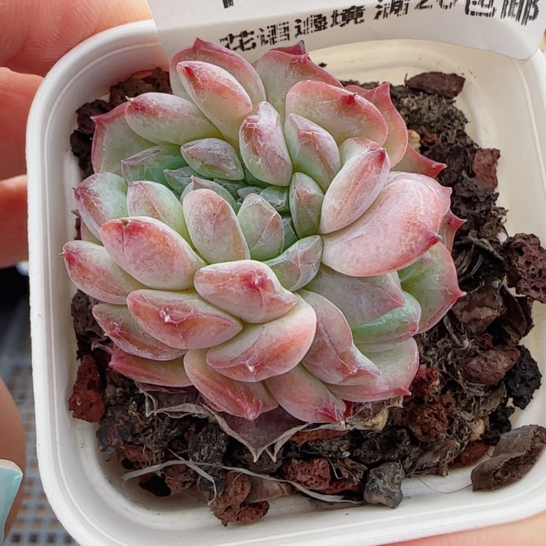 花语逸镜0824-148糖心缀化