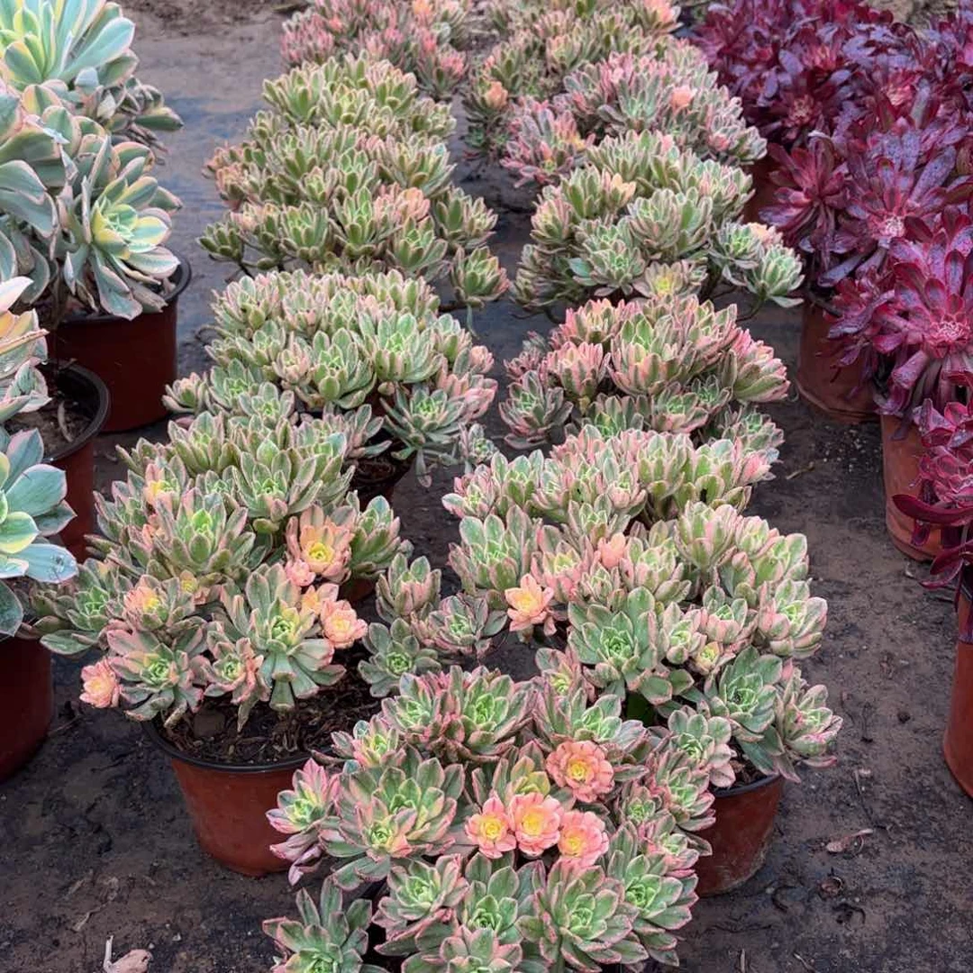 甜茶木质老桩9.9法师