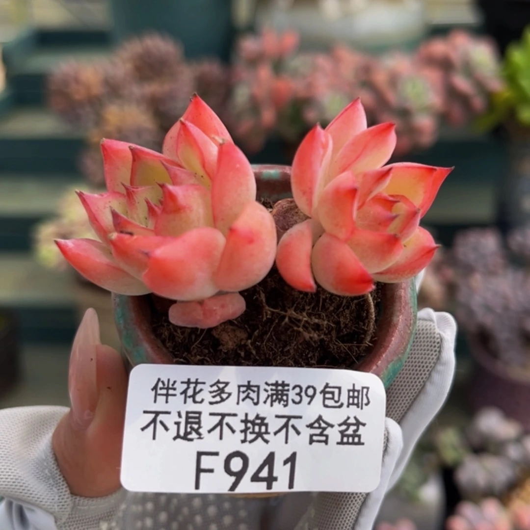 941-法兰西玫瑰多肉4cm