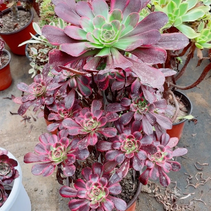 293丽娜花脸多肉1234578