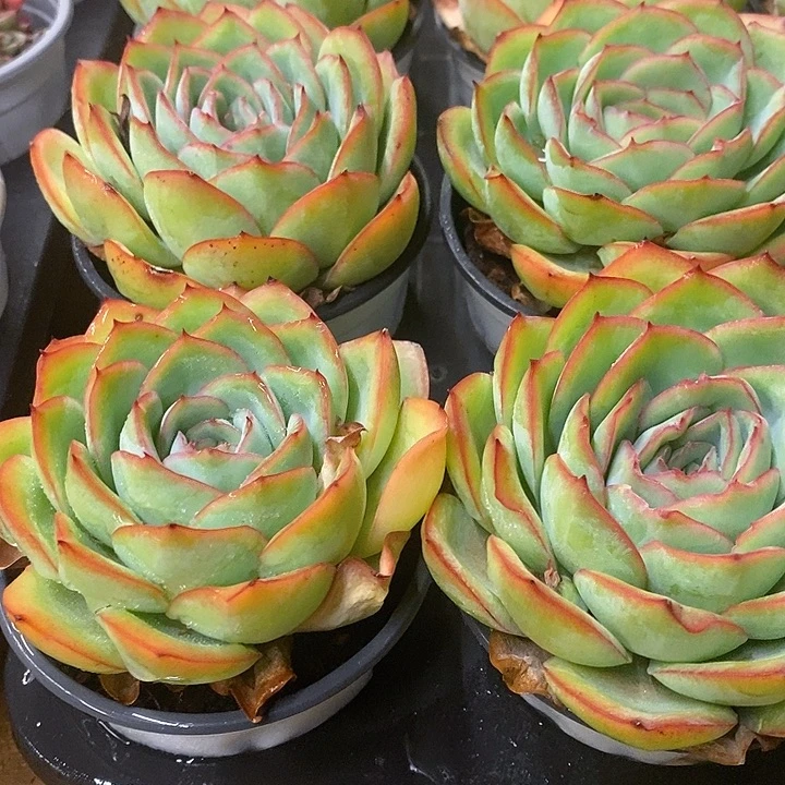 团。晨露。福利多多