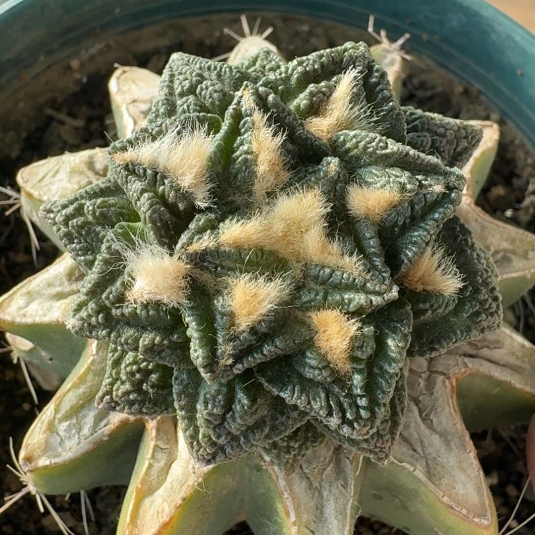 【闪购商品】风车辛顿357