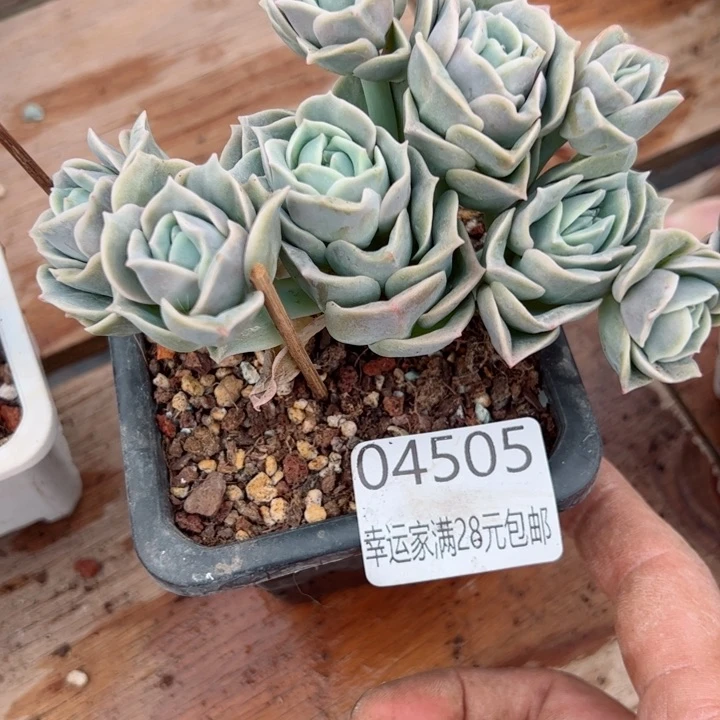 幸运的是我的朋友们一起