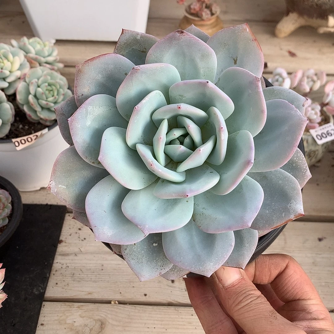 142奶茶粗腿一棵15厘米