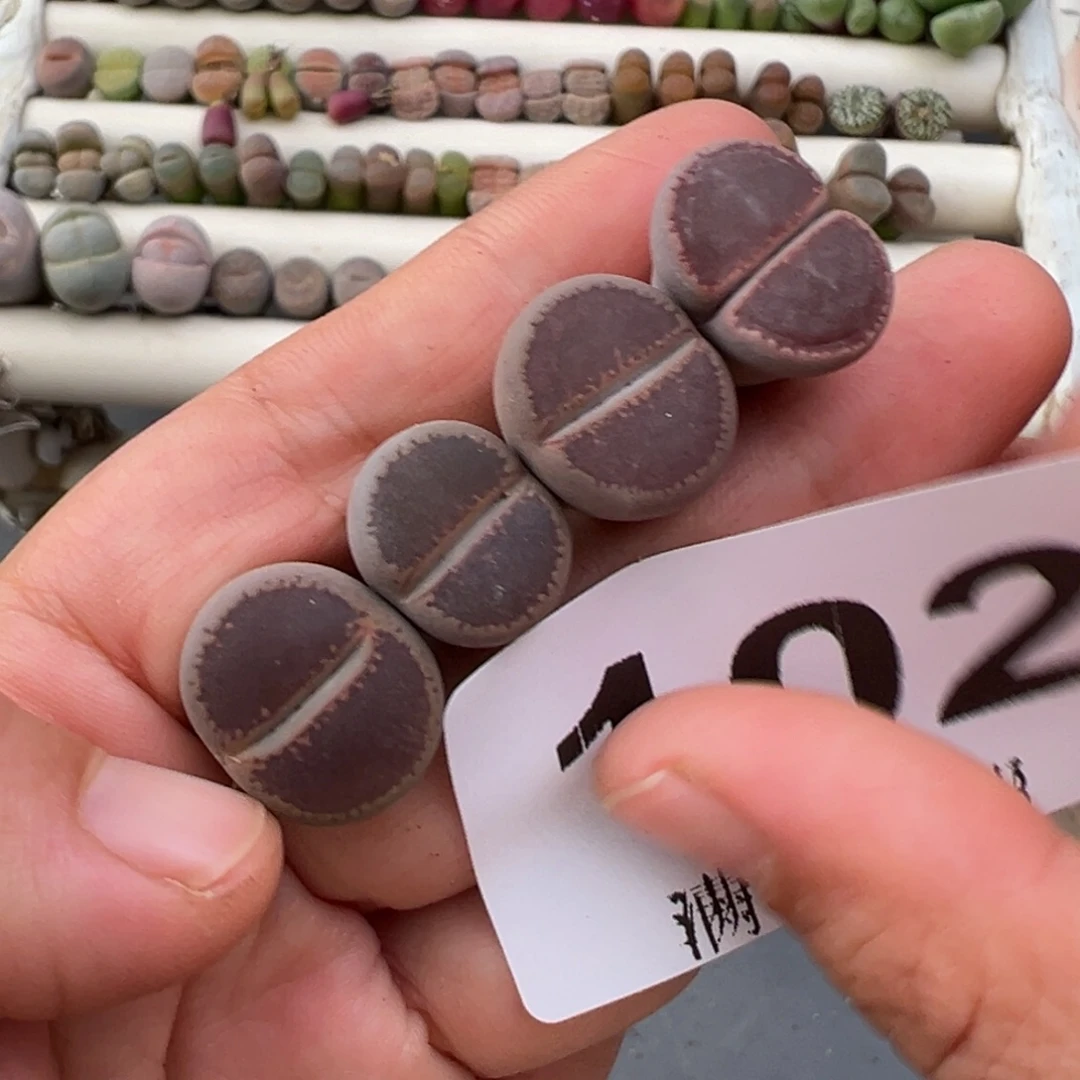 1.1好看的多肉脱土发货102