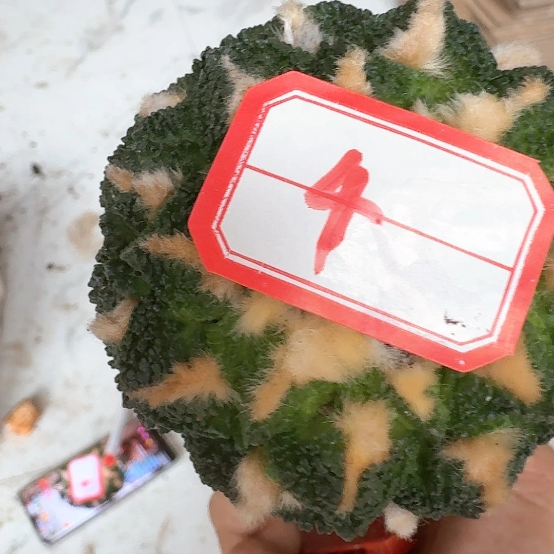 【闪购商品】无花朵无*哥斯拉4