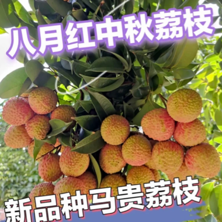 新品（八月红）马贵荔枝苗