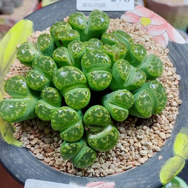 生石花花花花花花花花276