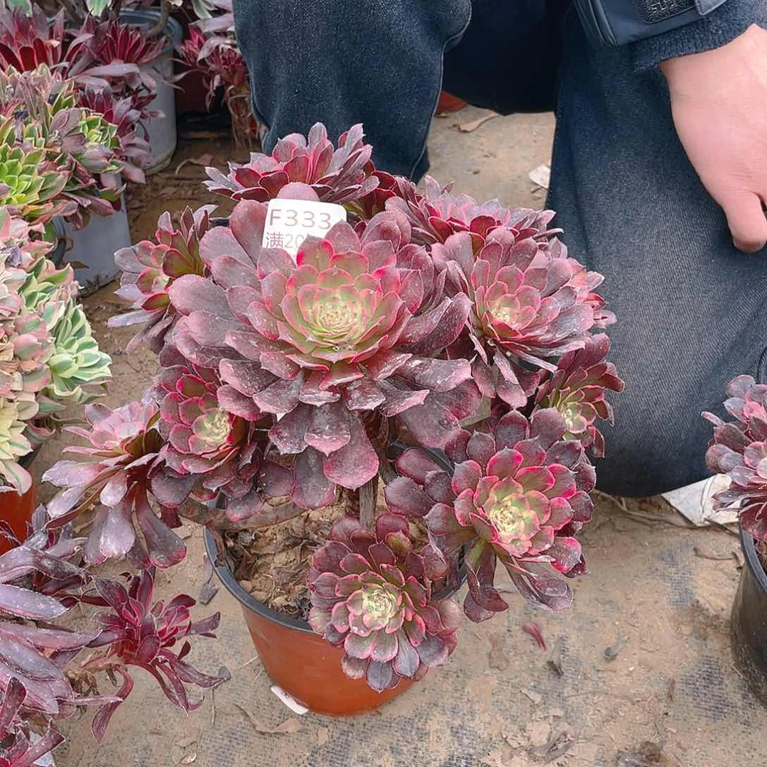 ?****y333烟花多肉小损不包