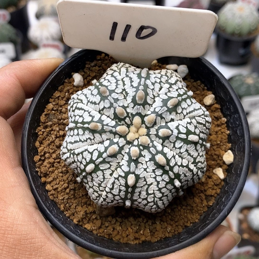 110福利特价咯啦了