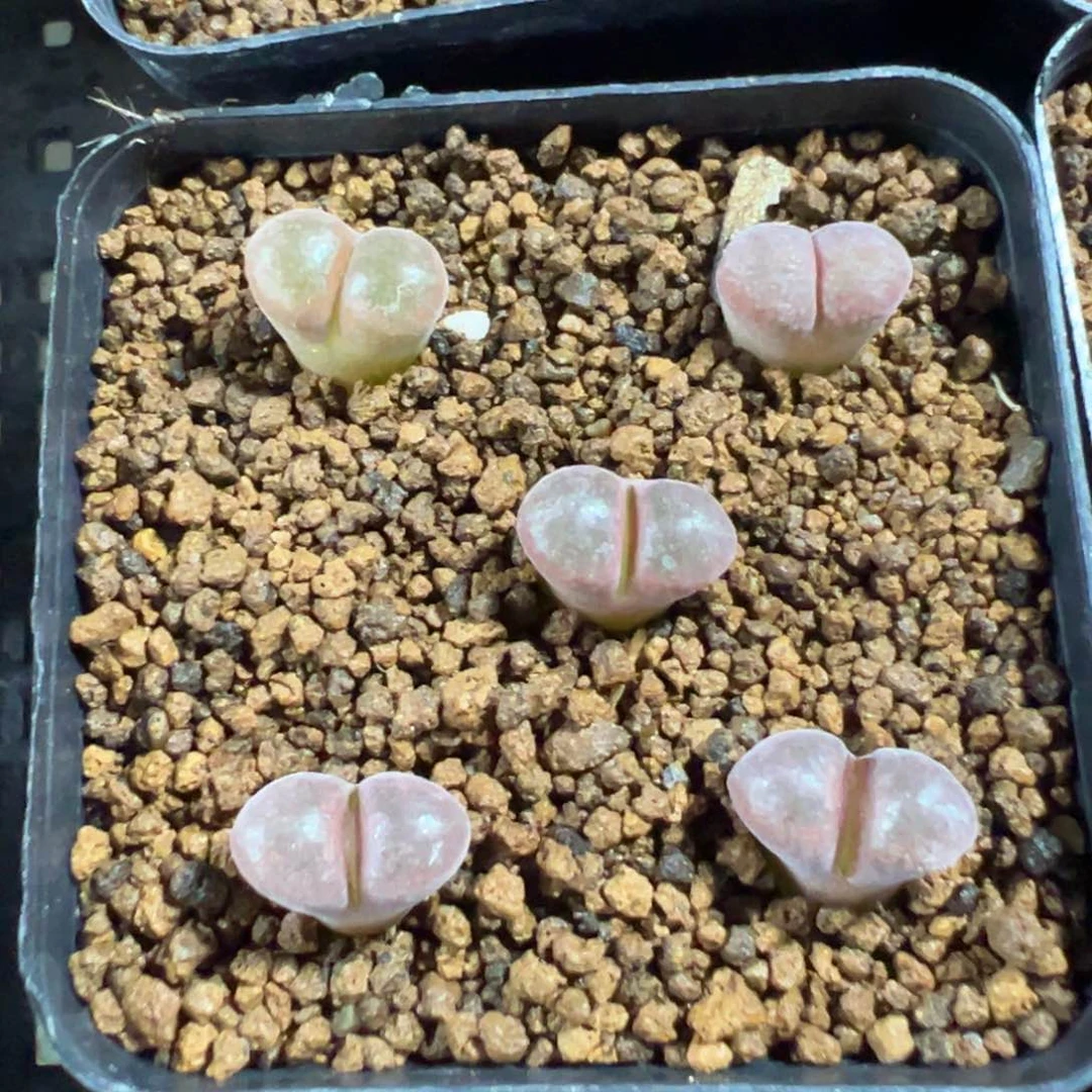 量拍紫罗兰风铃5颗。多肉