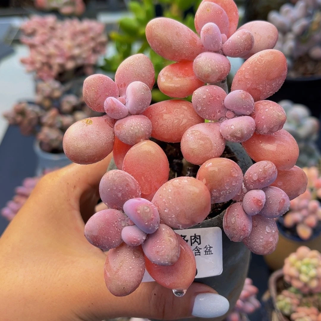 626-糖果桃蛋多肉6cm