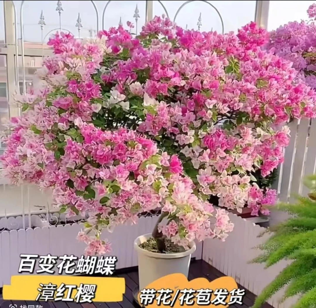 三角梅【漳红樱】四季开花好养耐看 运输中落花落叶属正常，介意慎拍
