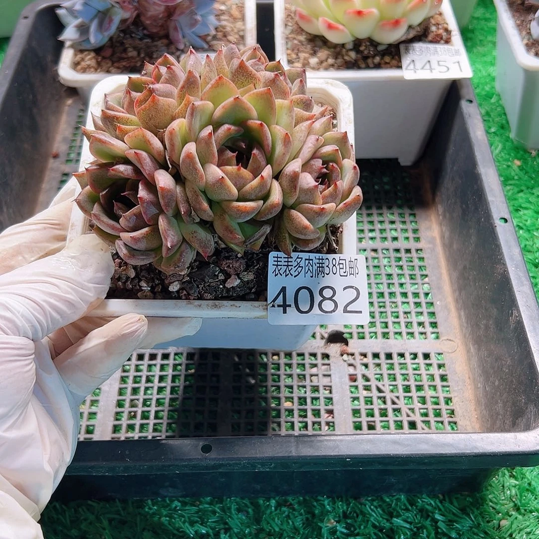 无花朵多肉一物一拍植物4082