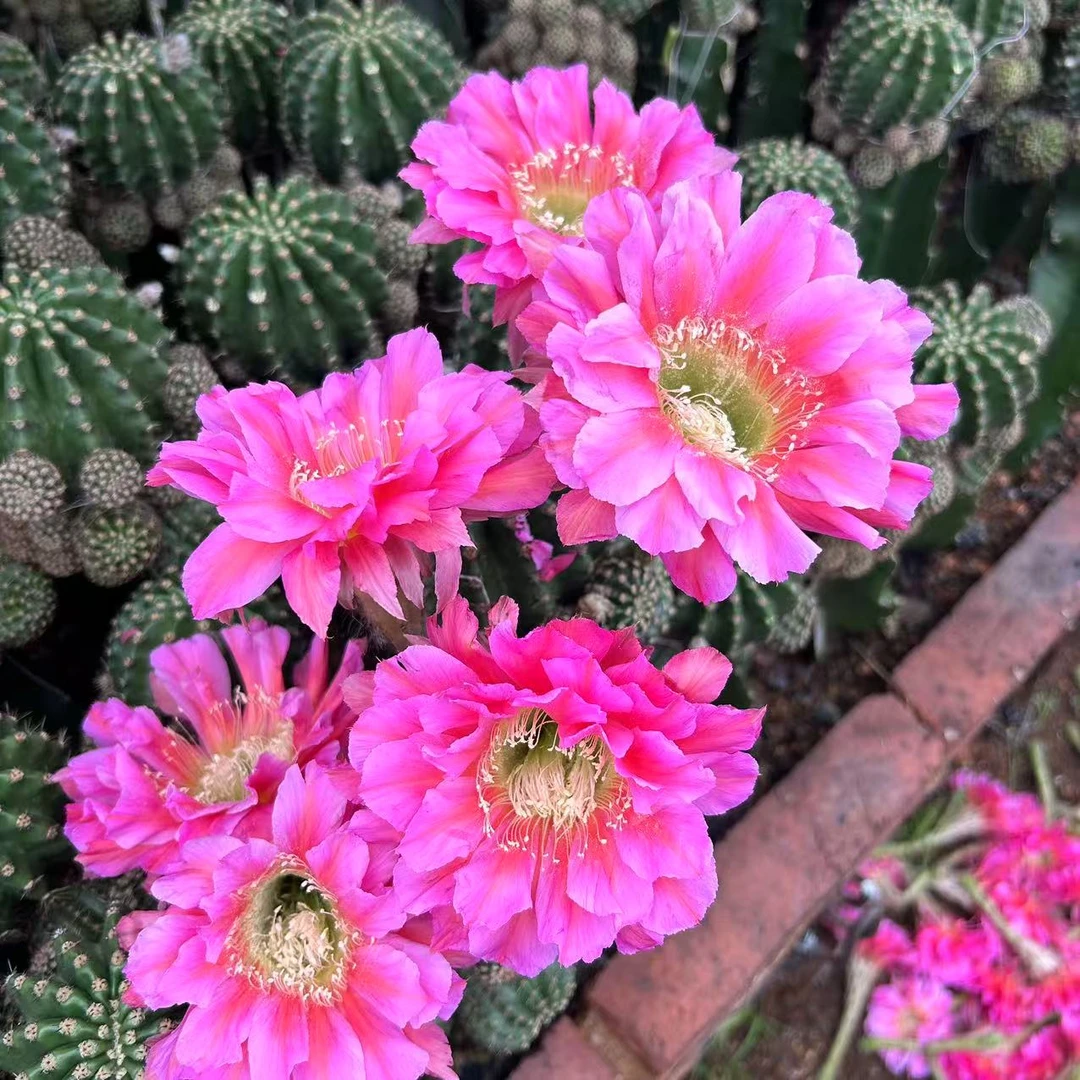 浓桃筋8-10cm  仙人球夏型种绿植盆栽桌面阳台办