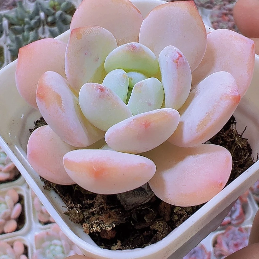果冻冷香19包邮多肉植物