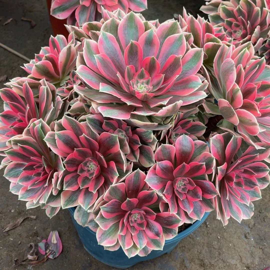 955粉女妖精品法师老桩