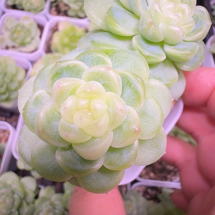 财富密码现金双头福利