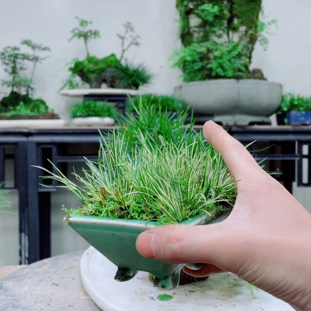 无铅玻璃小**寒铁线蕨的一个分支叫做金