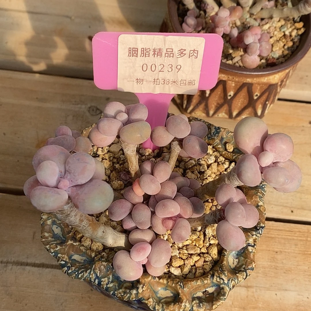 00239？out图即可哦魔芋