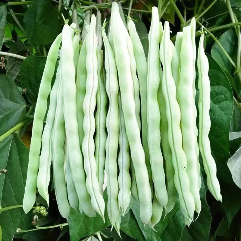四季九粒白芸豆种子白不老豆角种籽孑早熟春秋季