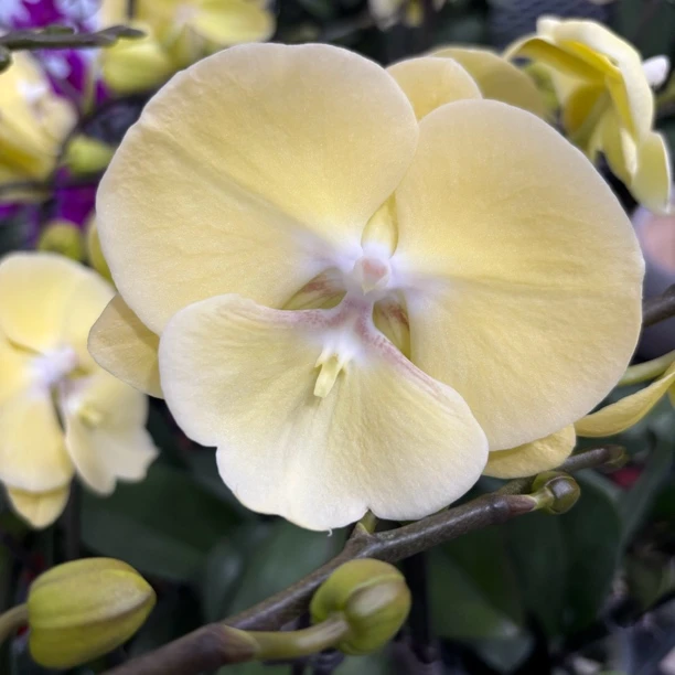 （星月）大舌头奶黄色系蝴蝶兰室内高端花卉有花有花苞好养活