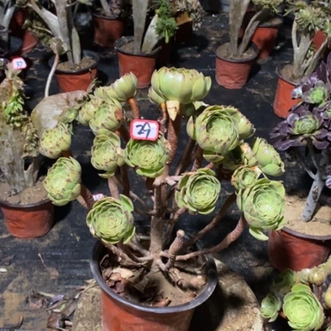 万圣节拉丝一物一拍