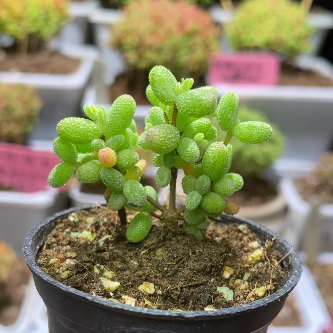 山*白糊斑锦D067枝干番杏