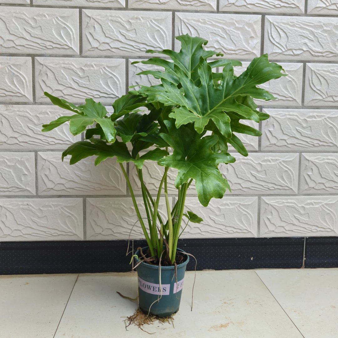 【特大苗60~80CM】龙鳞春羽可土培水培植物盆栽室内小绿植